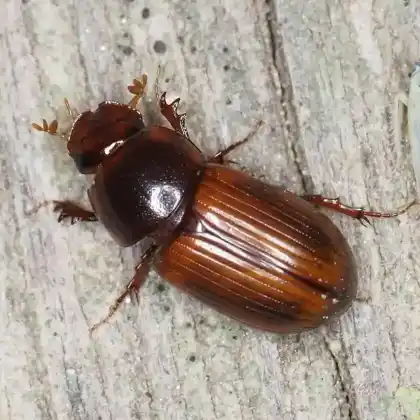 Foto von  (Bodilopsis rufa)