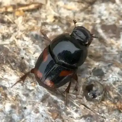 Foto von  (Caccobius schreberi)