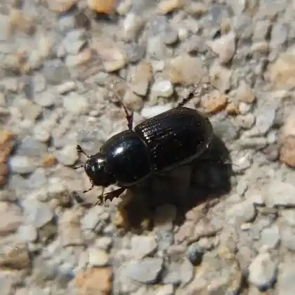Foto von  (Calamosternus granarius)