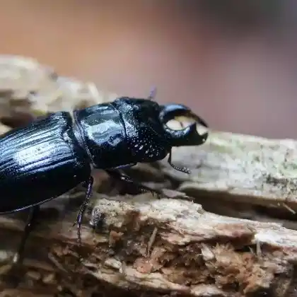 Foto von Rindenschröter (Ceruchus chrysomelinus)