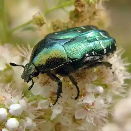Foto von Gemeiner Rosenkäfer (Cetonia aurata)