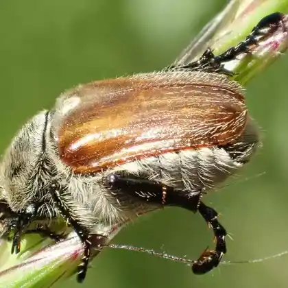 Foto von  (Chaetopteroplia segetum)