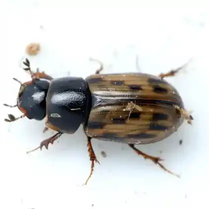 Foto von  (Chilothorax conspurcatus)