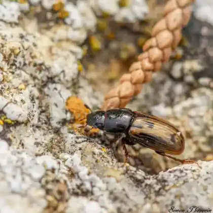 Foto von  (Chilothorax distinctus)