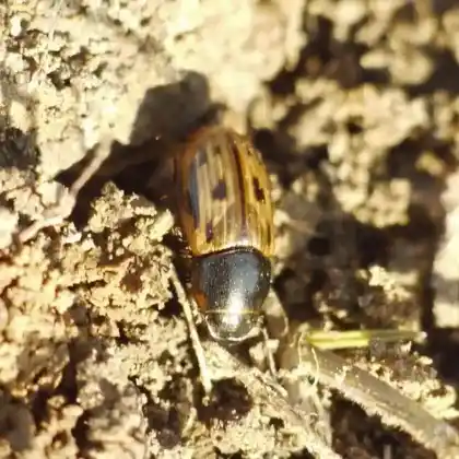 Foto von  (Chilothorax melanostictus)