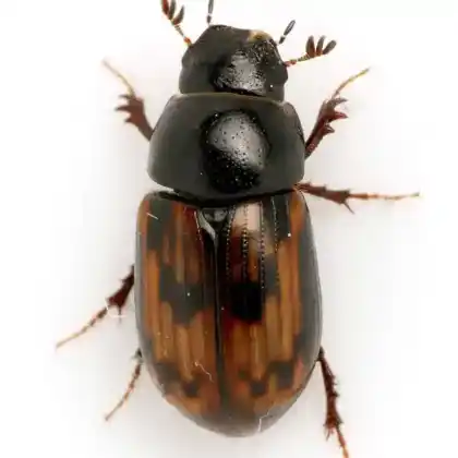 Foto von  (Chilothorax paykulli)