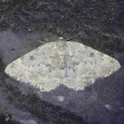 Foto von Grüngraugebänderter Felsen-Steinspanner (Charissa glaucinaria)