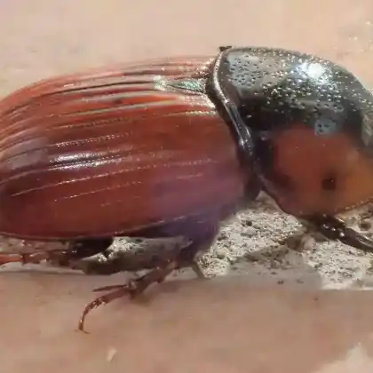 Foto von  (Coprimorphus scrutator)