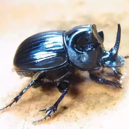 Foto von Mondhornkäfer (Copris lunaris)