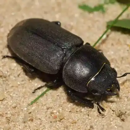 Foto von Balkenschröter (Dorcus parallelipipedus)