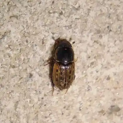 Foto von  (Euheptaulacus sus)