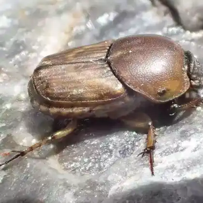 Foto von  (Euoniticellus fulvus)