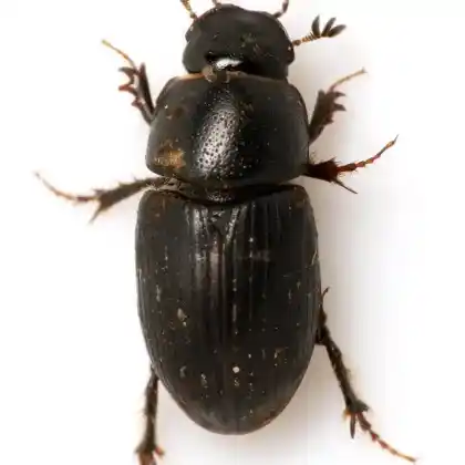 Foto von  (Euorodalus coenosus)