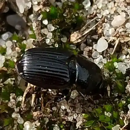 Foto von  (Eupleurus subterraneus)