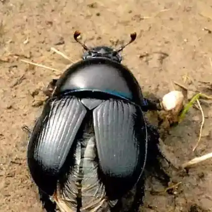 Foto von  (Geotrupes mutator)
