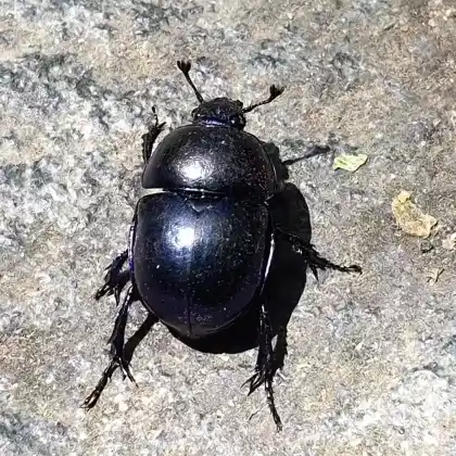 Foto von  (Geotrupes spiniger)