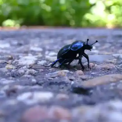 Foto von Gemeiner Mistkäfer (Geotrupes stercorarius)
