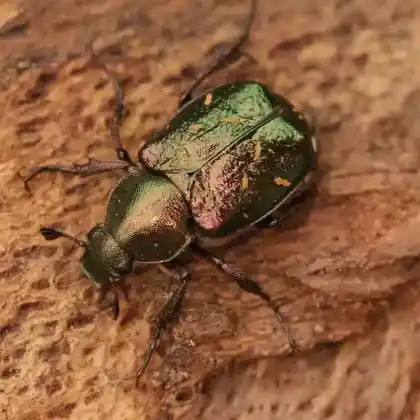 Foto von Variabler Edelkäfer (Gnorimus nobilis)