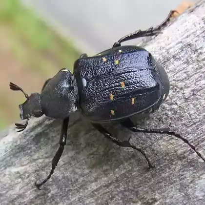 Foto von Schwarzer Edelkäfer (Gnorimus variabilis)