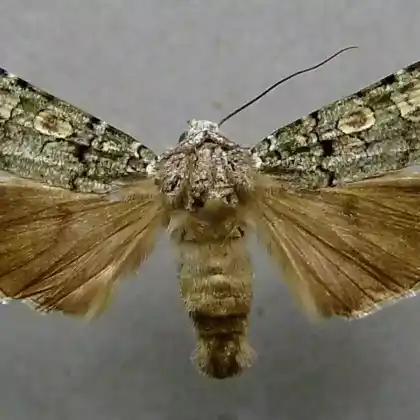 Foto von Flugsand-Kräuterflur-Erdeule (Actebia praecox)
