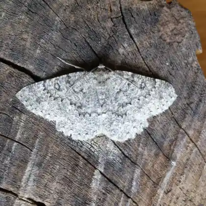 Foto von Trockenrasen-Steinspanner (Charissa obscurata)