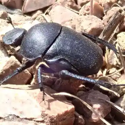 Foto von  (Gymnopleurus geoffroyi)