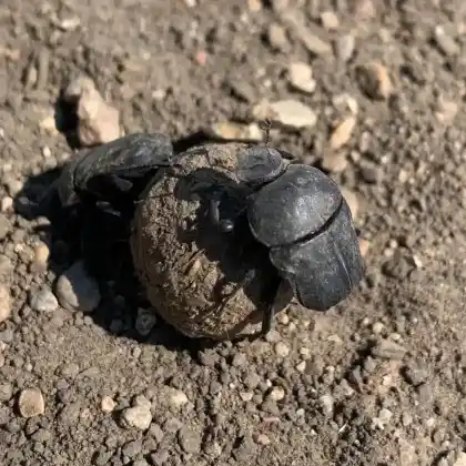 Foto von Breiter Pillendreher (Gymnopleurus mopsus)