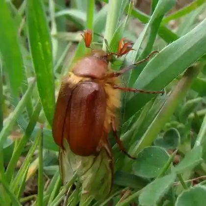Foto von Rotbrauner Brachkäfer (Holochelus aequinoctialis)