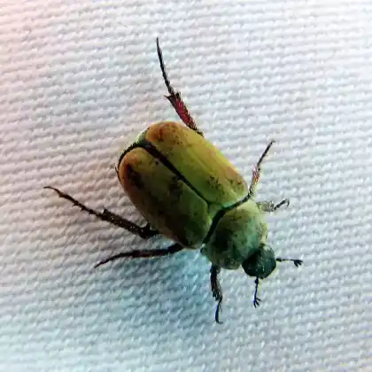 Foto von Gelbgrüner Purzelkäfer (Hoplia argentea)