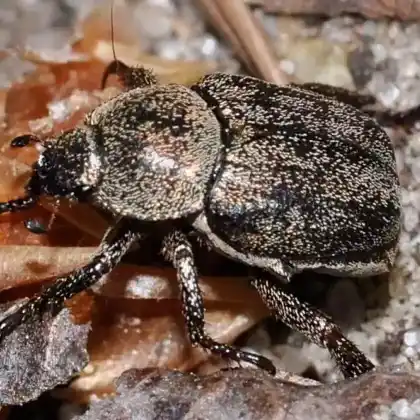 Foto von  (Hoplia graminicola)