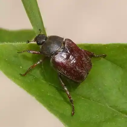 Foto von Silbriger Purzelkäfer (Hoplia philanthus)