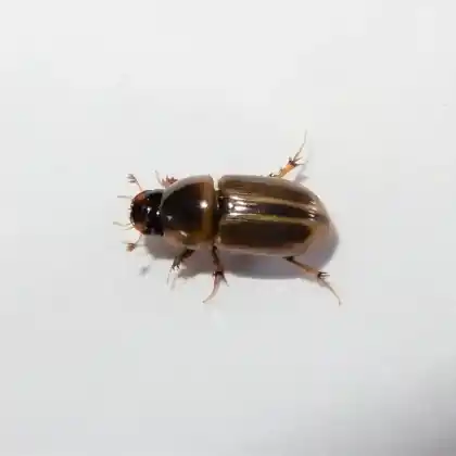 Foto von  (Labarrus lividus)