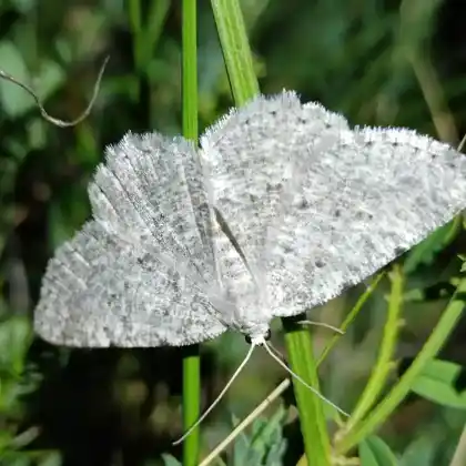 Foto von Aschgrauer Felsen-Steinspanner (Charissa pullata)