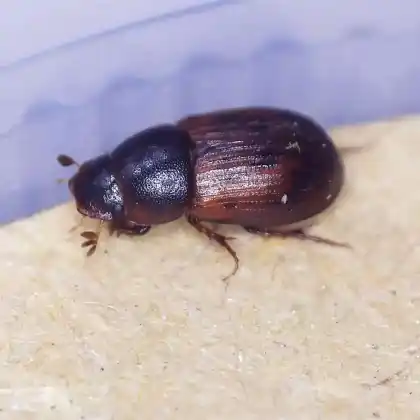 Foto von  (Limarus zenkeri)