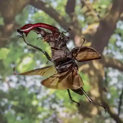 Foto von Hirschkäfer (Lucanus cervus)