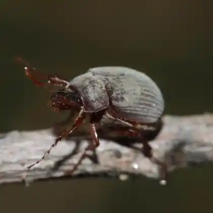 Foto von Dunkler Seidenkäfer (Maladera holosericea)