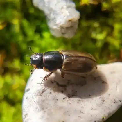 Foto von  (Melinopterus consputus)
