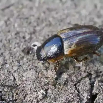 Foto von Hellrandiger Dungkäfer (Melinopterus prodromus)