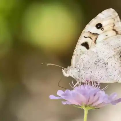 Foto von Steintrift-Samtfalter (Chazara briseis)