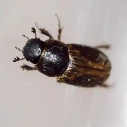 Foto von  (Melinopterus sphacelatus)