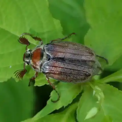 Foto von Waldmaikäfer (Melolontha hippocastani)