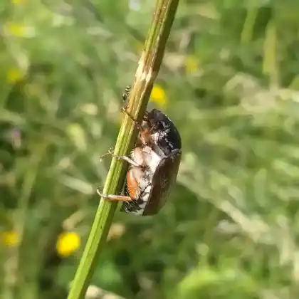 Foto von  (Melolontha pectoralis)