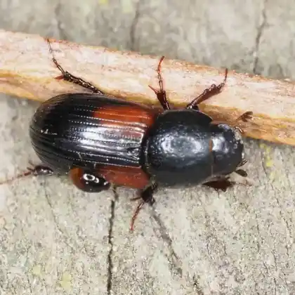 Foto von  (Nialus varians)