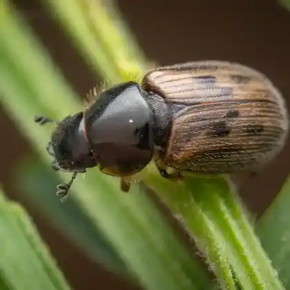 Foto von  (Nimbus contaminatus)