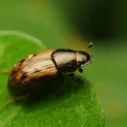 Foto von  (Nimbus obliteratus)