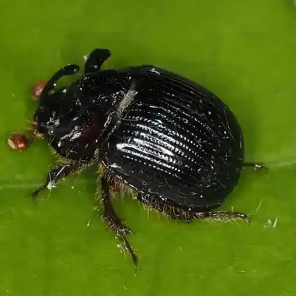 Foto von Beweghorniger Mistkäfer (Odonteus armiger)