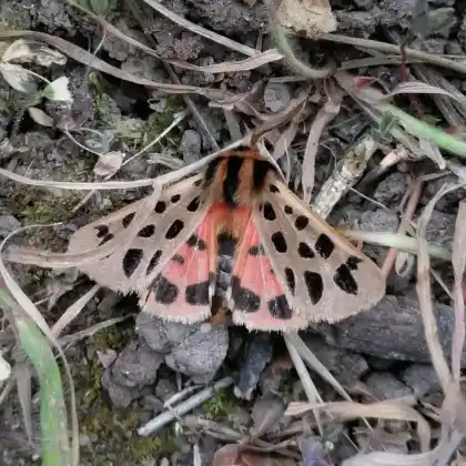 Foto von Fleckenbär (Chelis maculosa)