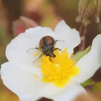 Foto von Geränderter Laubkäfer (Omaloplia ruricola)