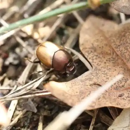 Foto von  (Onthophagus coenobita)