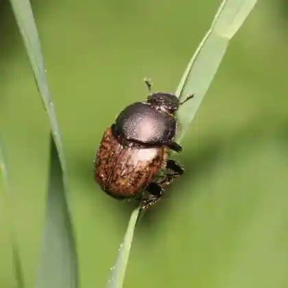 Foto von  (Onthophagus fracticornis)